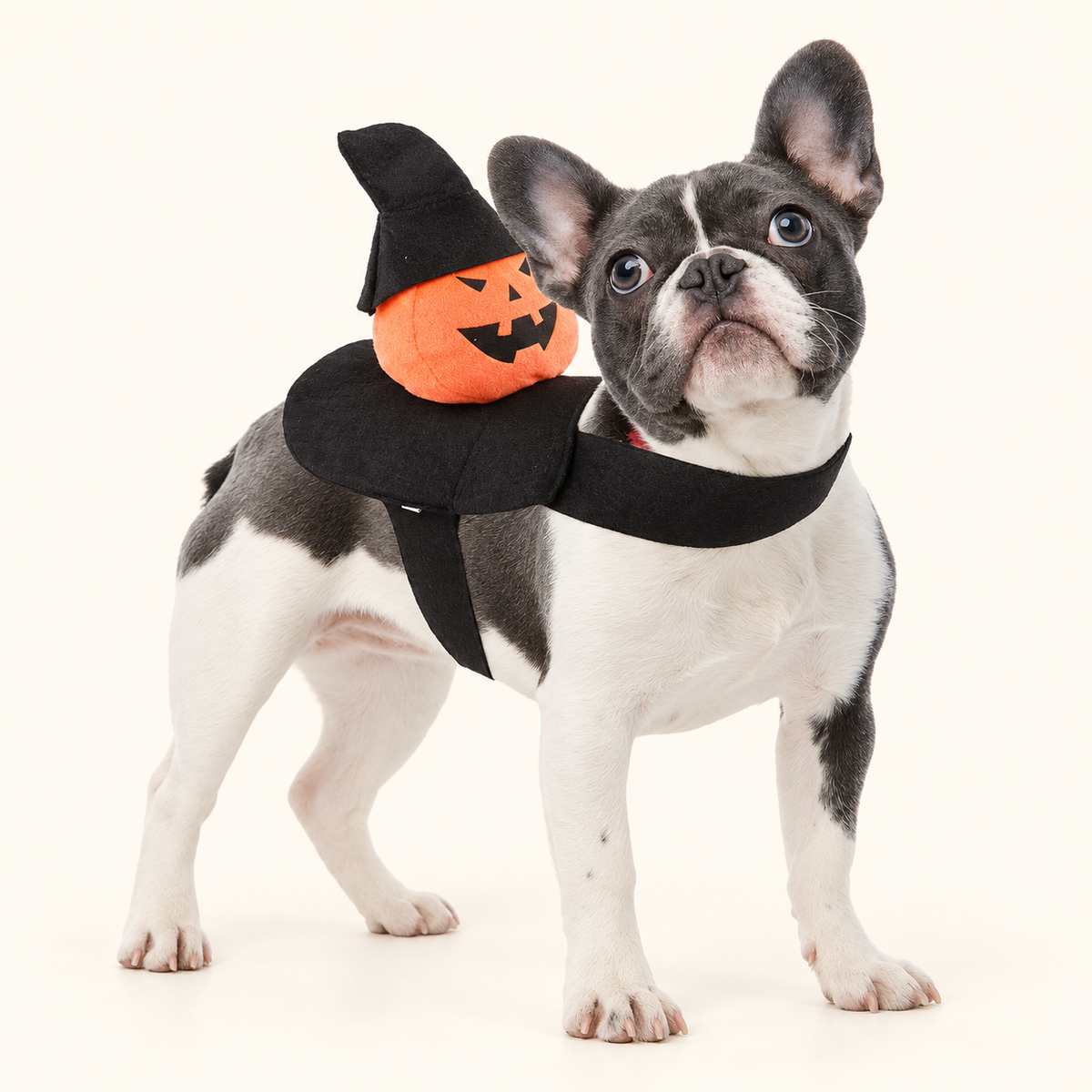 Halloween Little Passenger Dog Costume